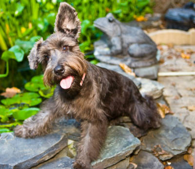 cachorro schnauzer