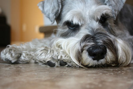 cuidados schnauzer