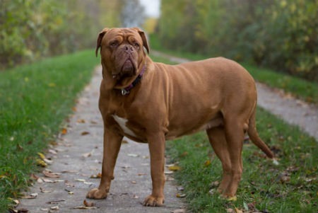 perros dogo de burdeos