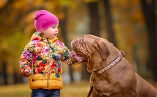 raza perro dogo de burdeos