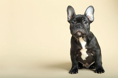 Cachorros de Bulldog Frances