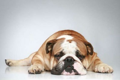 Caracteristicas fisicas del perro Bulldog Ingles