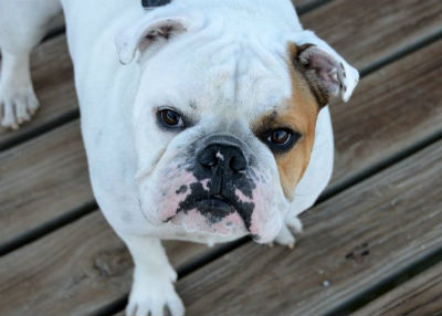 Caracter y personalidad del perro Bulldog Ingles