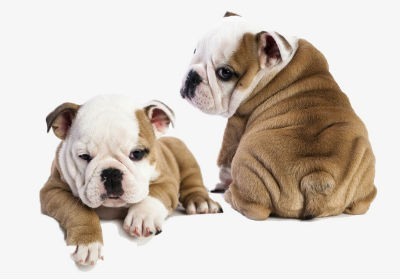 Cachorros del Bulldog Ingles