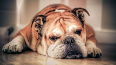 Alimentacion y salud del perro Bulldog Ingles