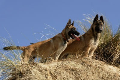 Pastor Belga Malinois 2