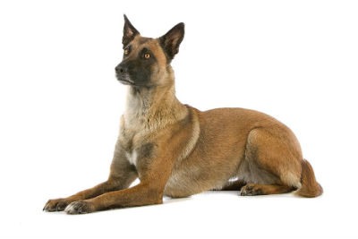 Pastor Belga Malinois 3