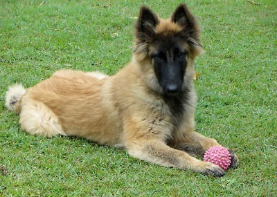 Cachorro Pastor Belga Tervueren