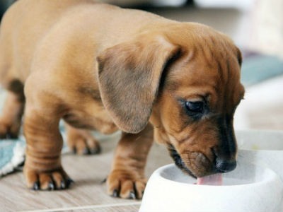 Pueden los cachorros tomar leche de vaca