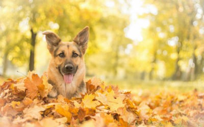 Hidratos de carbono alimentacion perros