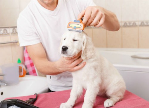 Cuidado del pelo de tu perro con buena alimentacion