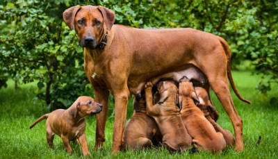 madre con cachorros