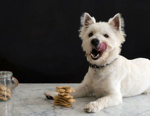 alimentacion canina equilibrada