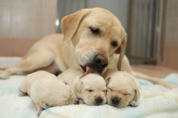 comida para cachorros de perro