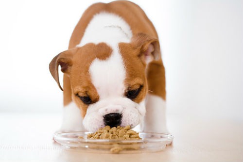 como alimentar a un cachorro