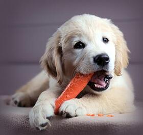 cuanto debe comer un cachorro