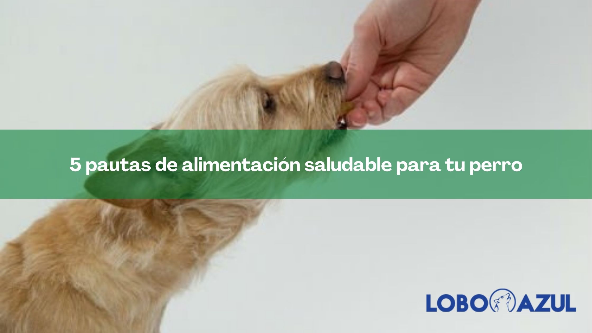 5 pautas de alimentación saludable para tu perro