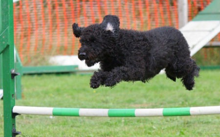 Que es Agility