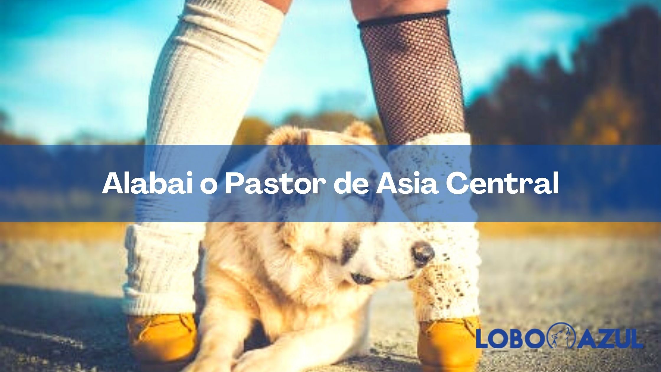 Pastor de Asia central - conoce al gran Alabai