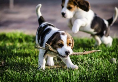 Cachorros Beagle