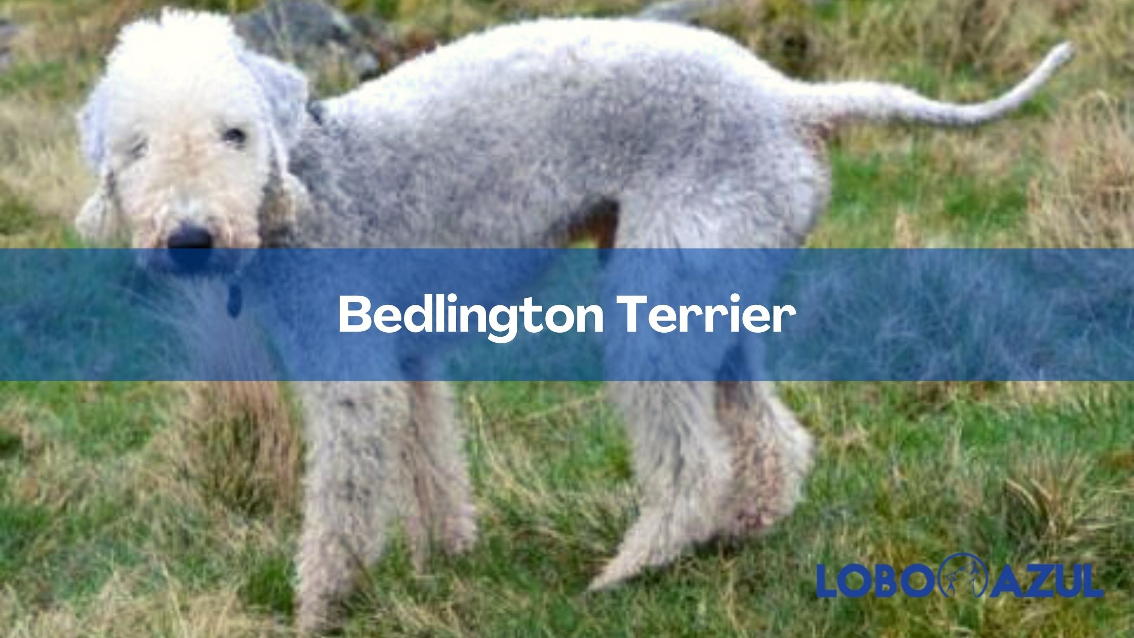 Bedlington Terrier - Te explicamos todo lo que debes saber sobre esta raza