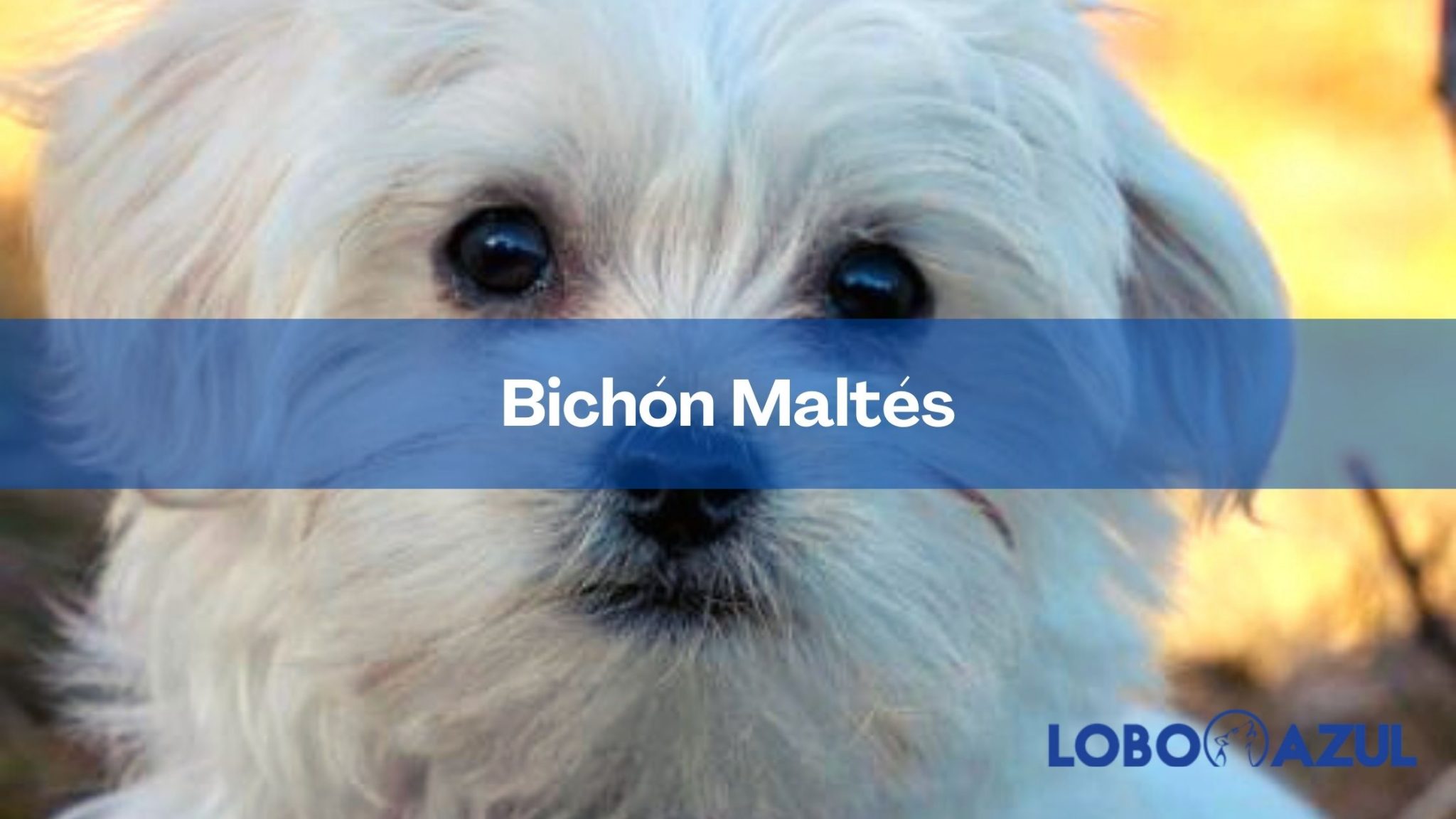 Bichón Maltés | Todo acerca de la raza canina