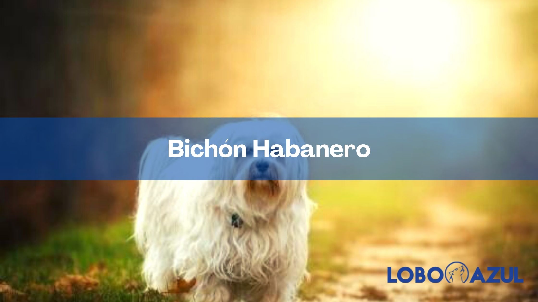 Bichón Habanero - Descubre si es la mascota que buscas