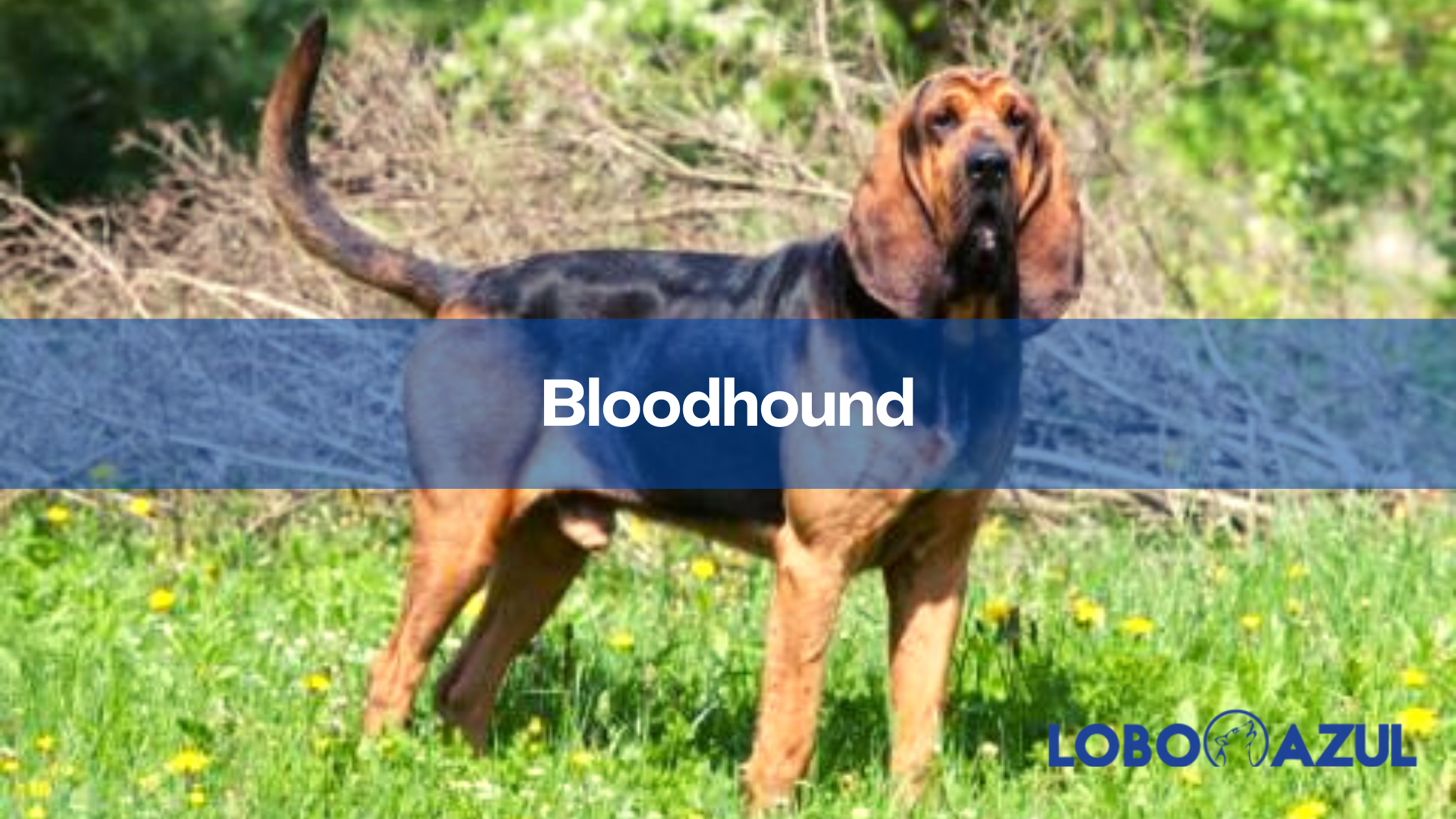 Bloodhound - Conoce a la imponente raza