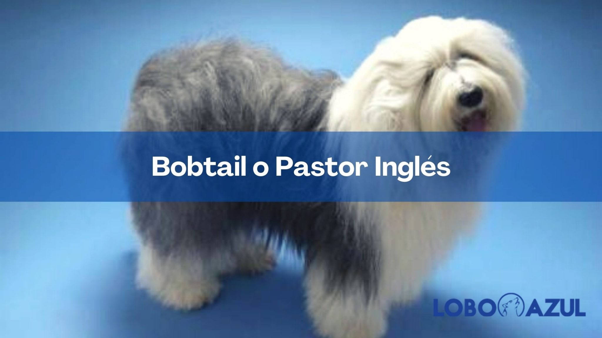 Bobtail: todo lo que necesitas saber sobre el viejo pastor inglés