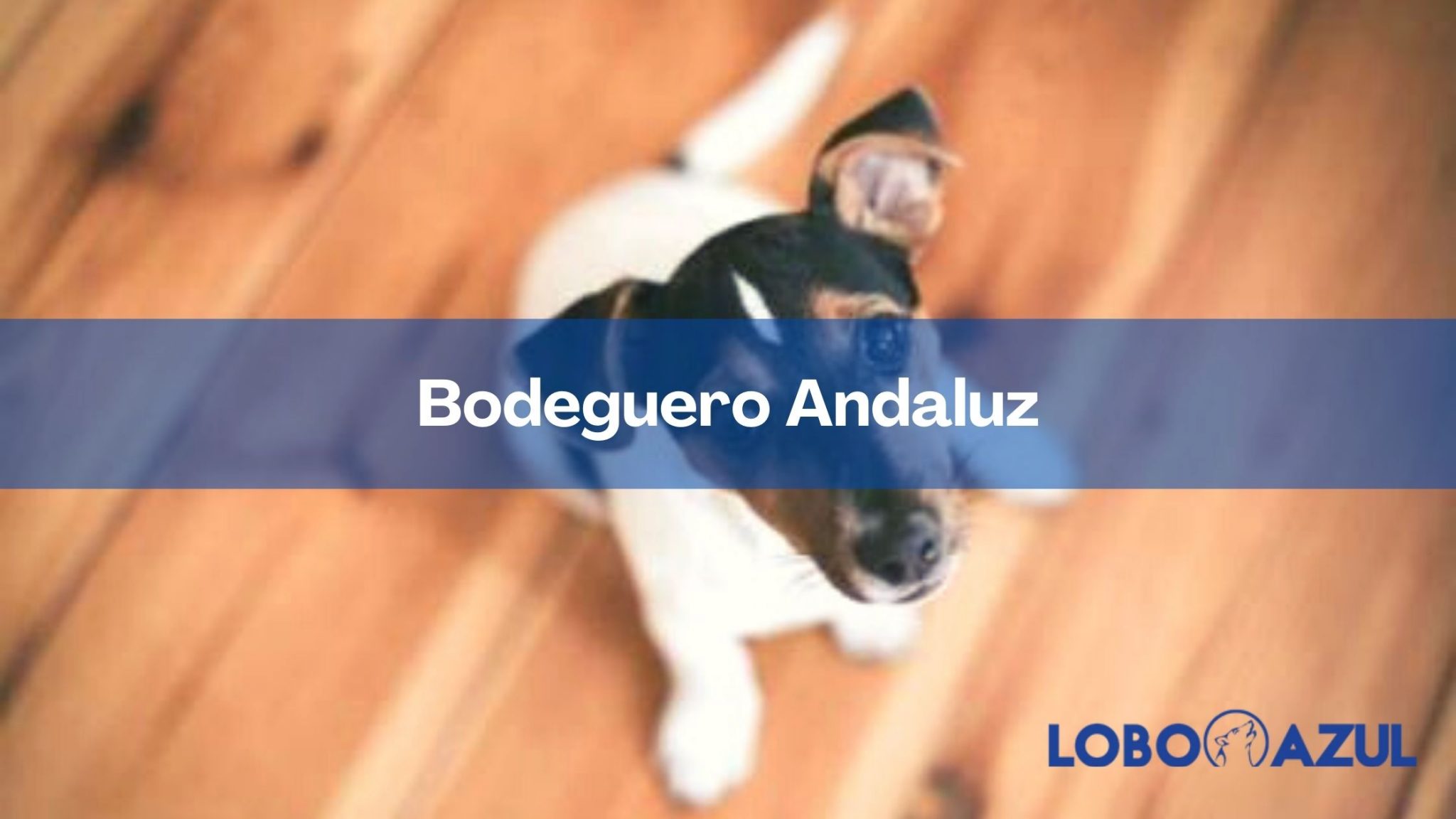 Bodeguero Andaluz