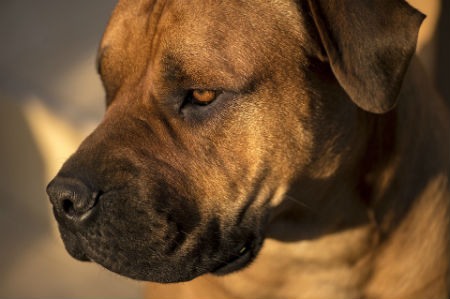 Boerboel sudafricano