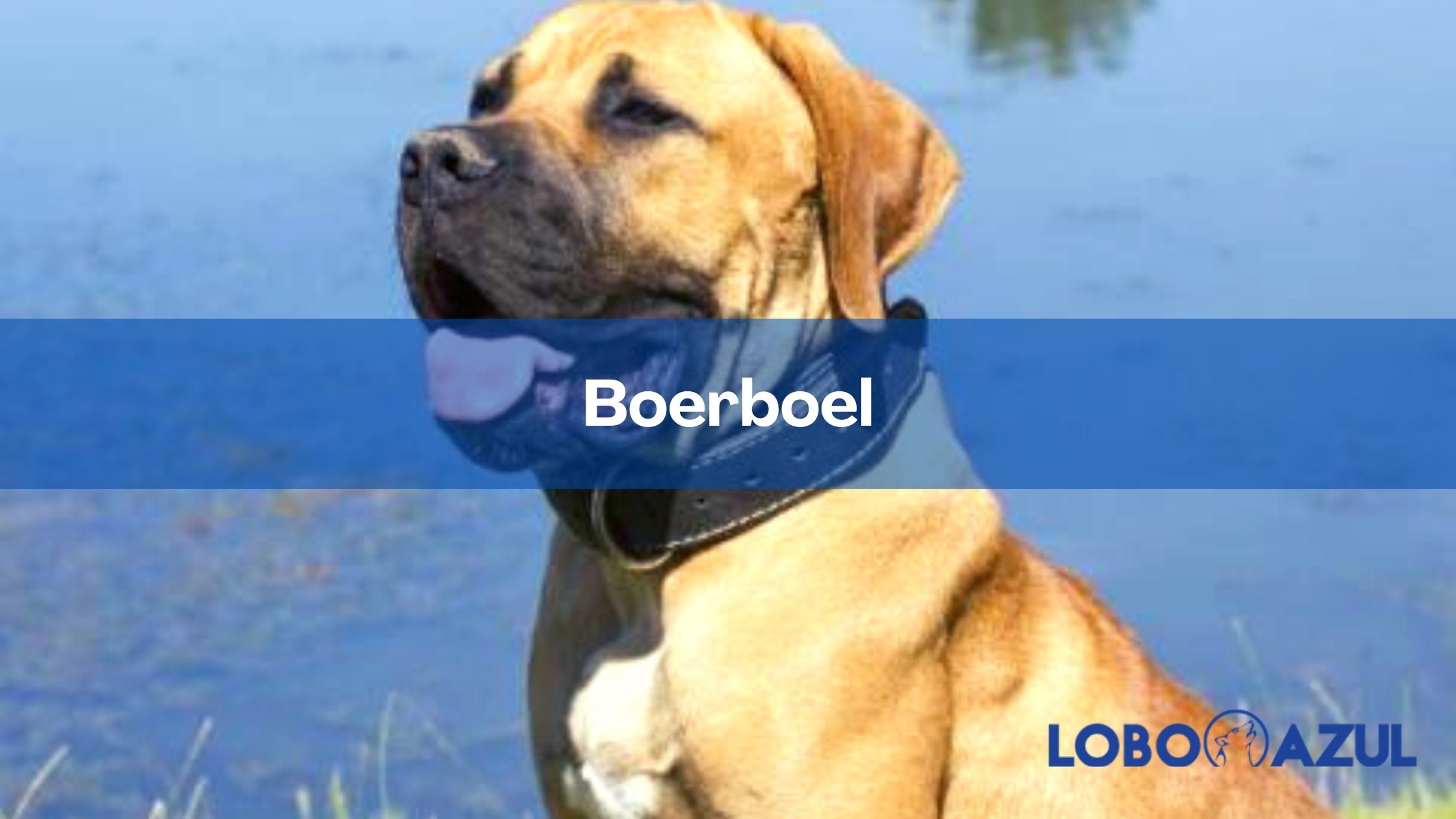 Boerboel - un perro guardián ideal