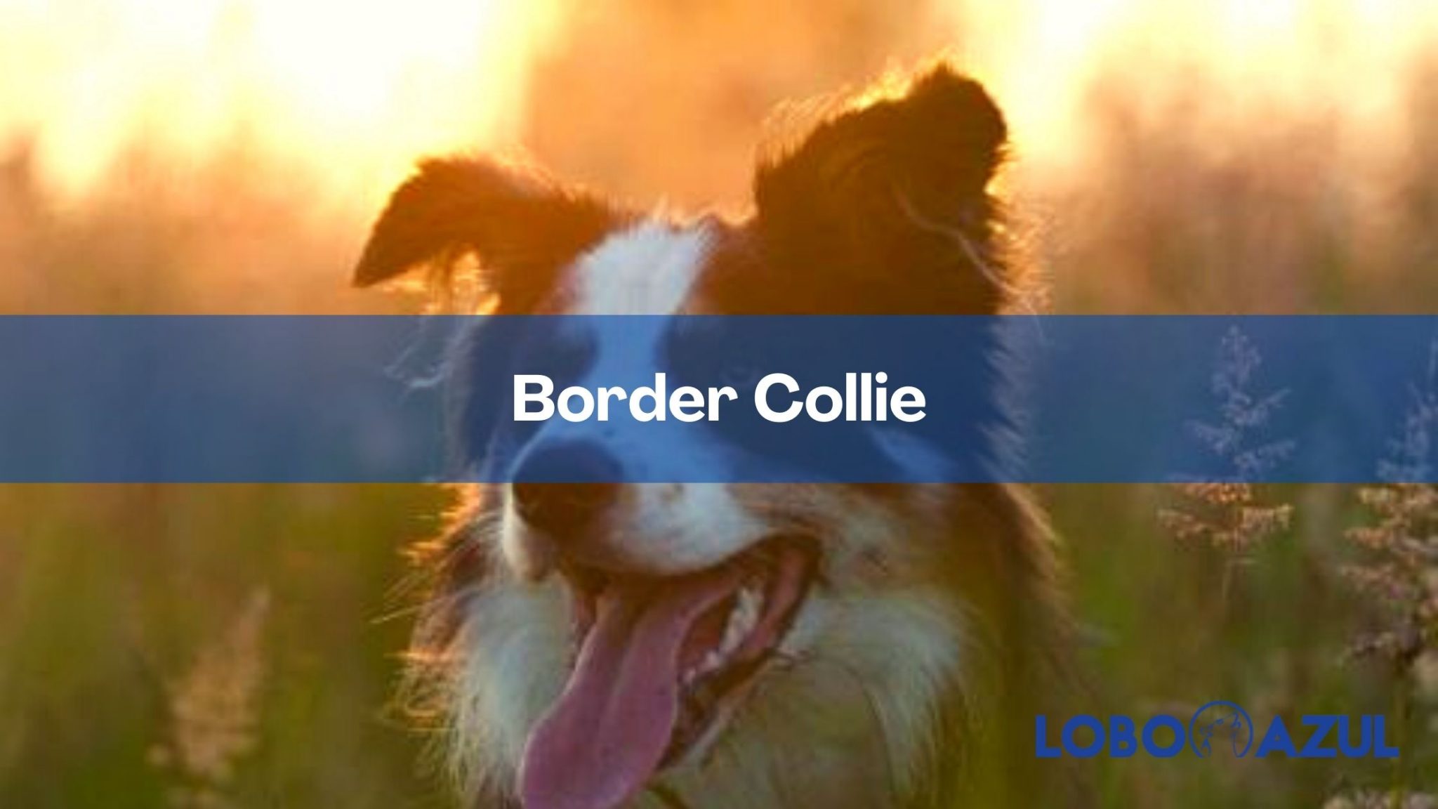 Border Collie: historia, características, alimentación y cuidados