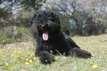 bouvier de flandes