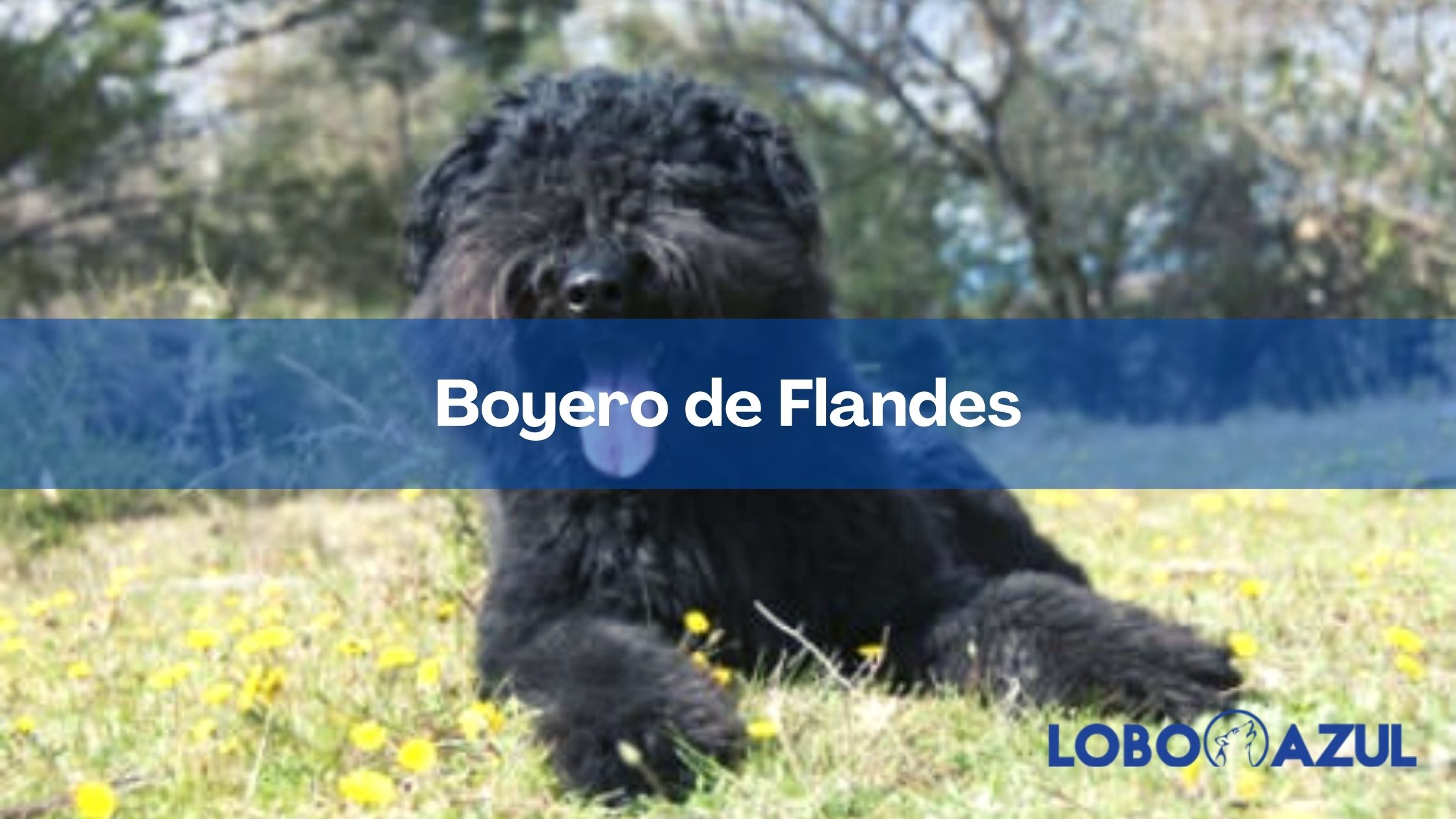 Boyero de Flandes: una raza enorme y versátil