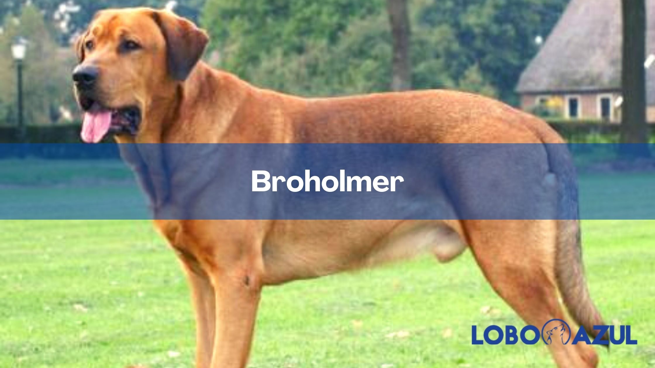 Broholmer - un perro líder y protector