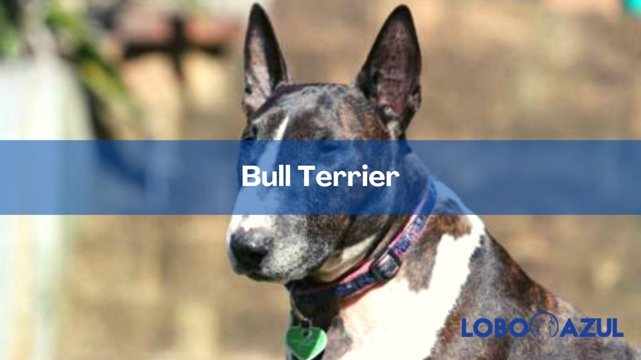 Bull Terrier