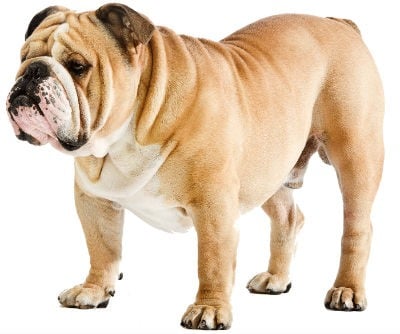 Historia y origen del perro Bulldog Ingles