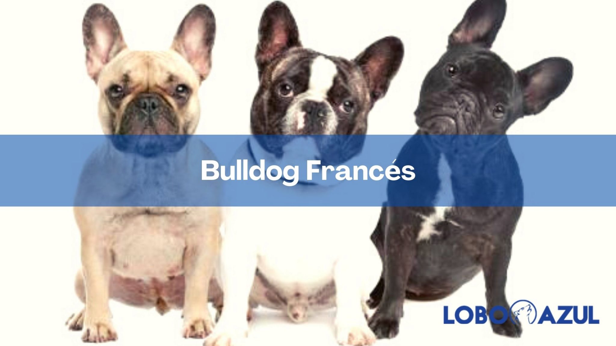 Bulldog Francés: origen, características, alimentación y mucho más