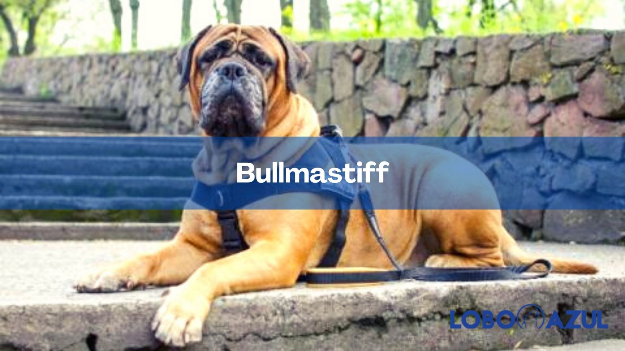 Bullmastiff: alimentación, carácter, cachorros, precio y mucho más