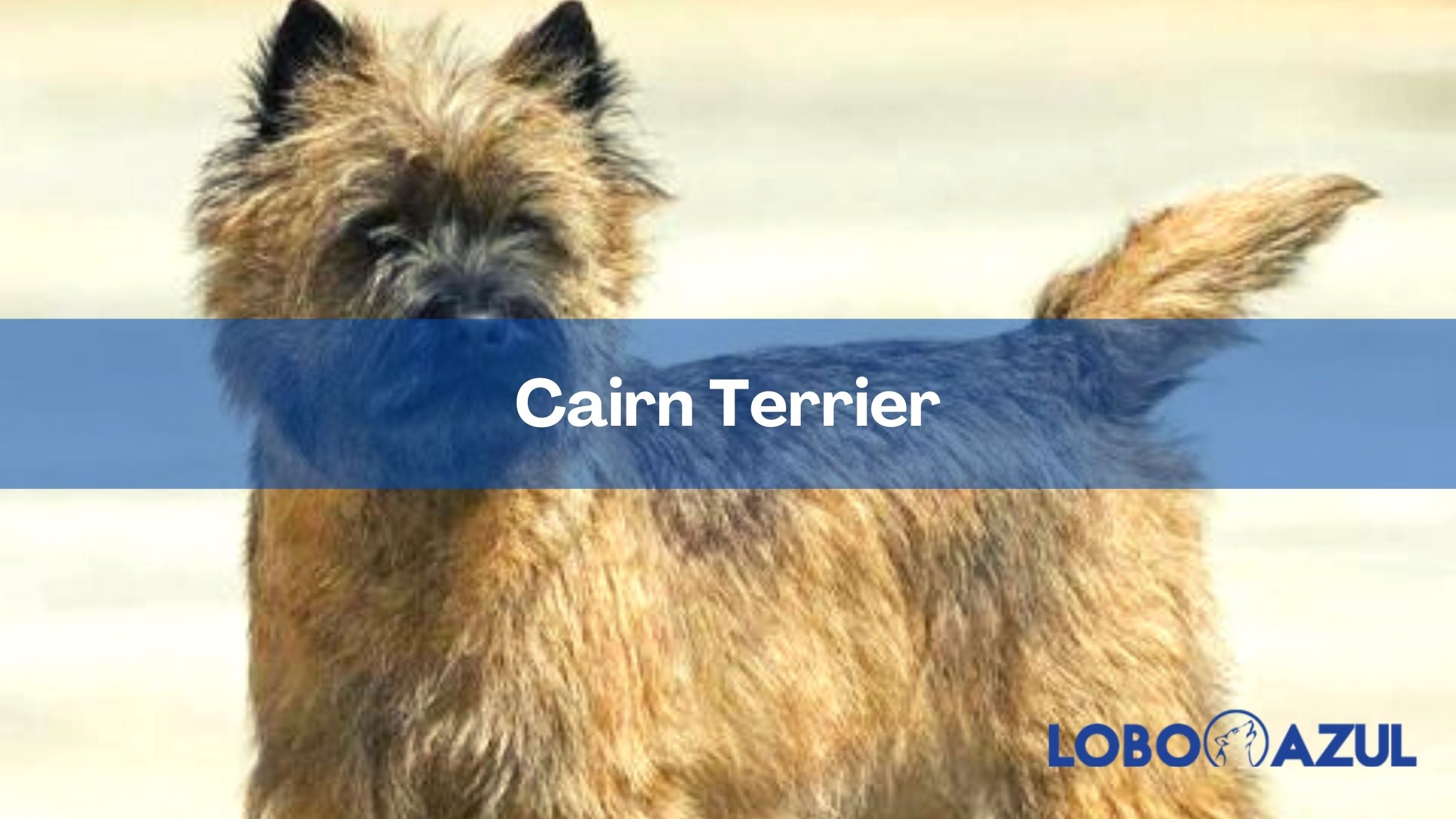 Cairn Terrier - una raza de perros audaz