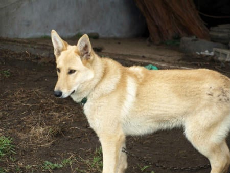 perro de palleiro