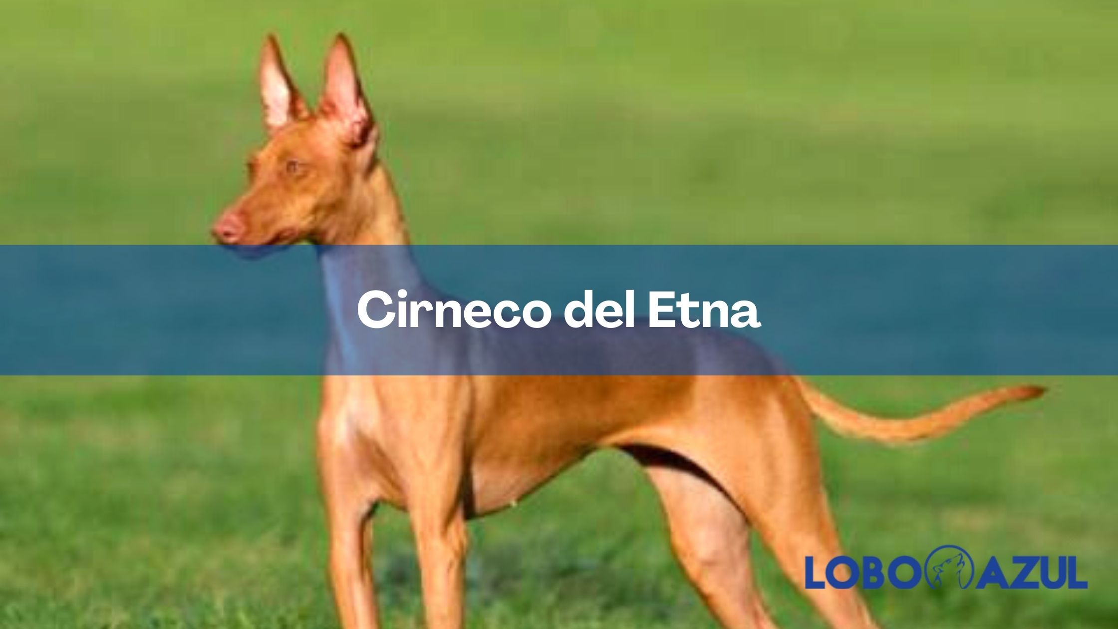 Cirneco del Etna - Descubre esta gentil y cariñosa raza