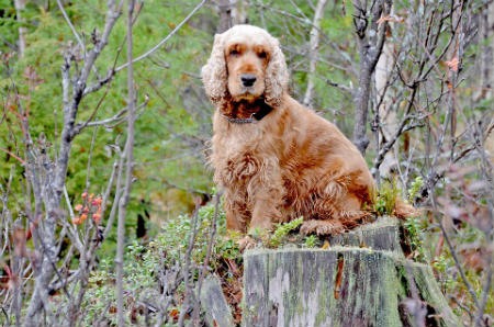 origen del Cocker Spaniel