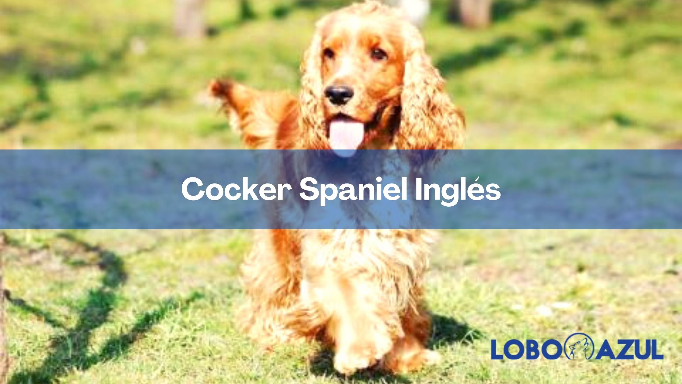 Cocker Spaniel Inglés: Todo lo que necesitas saber sobre esta amorosa raza