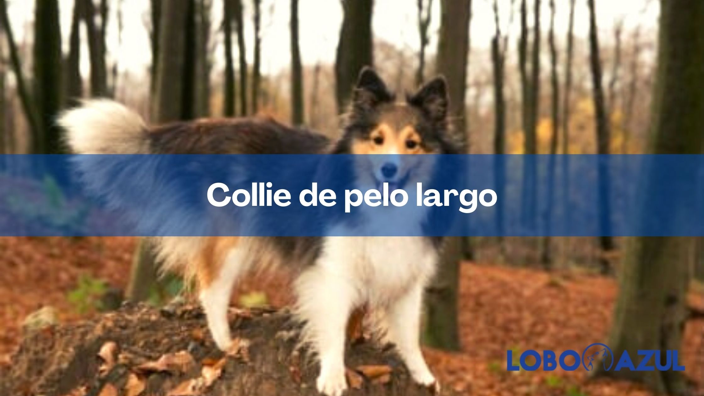 Collie de pelo largo - Conoce todos los detalles de esta raza