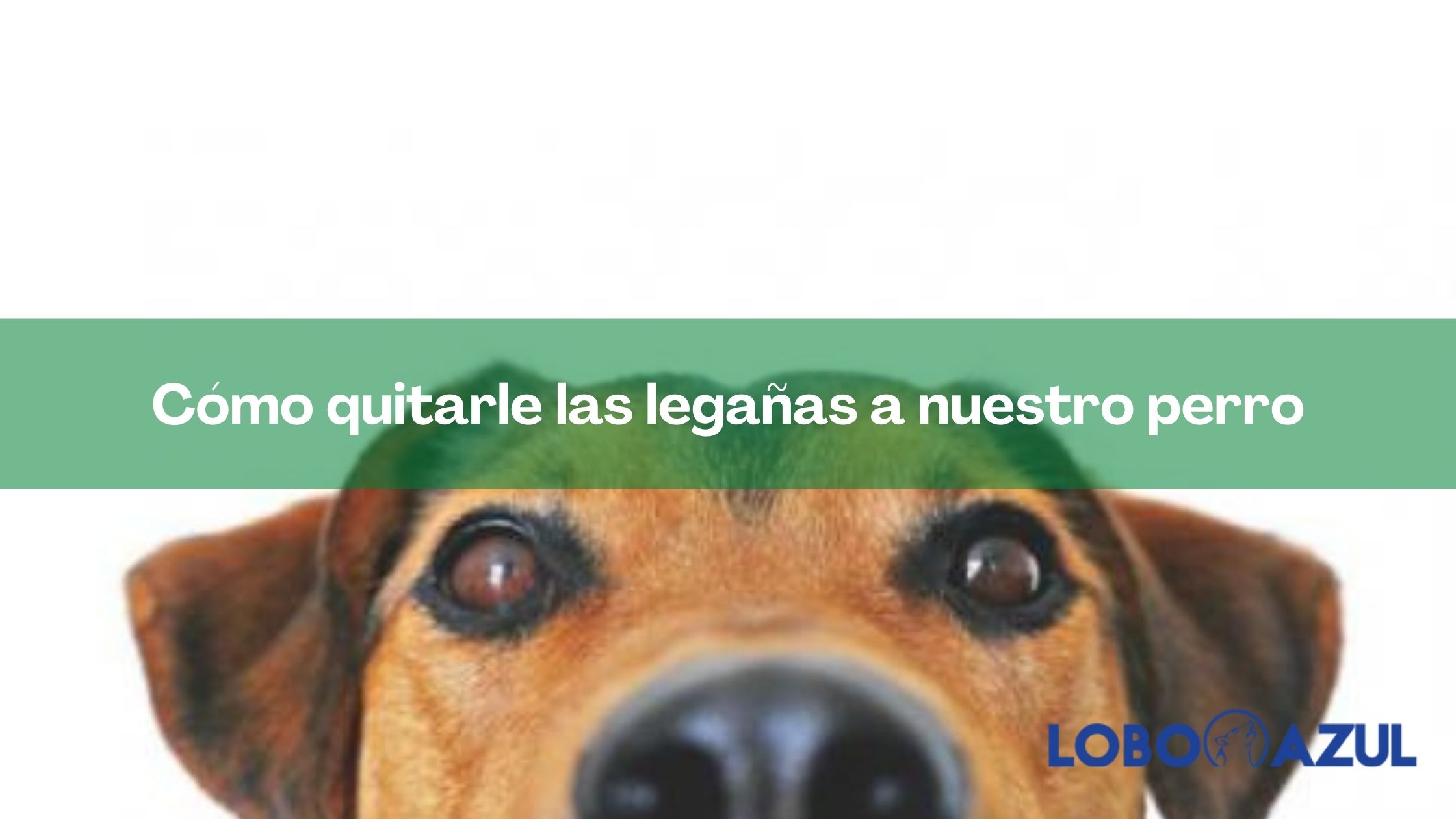 Cómo quitarle las legañas a nuestro perro