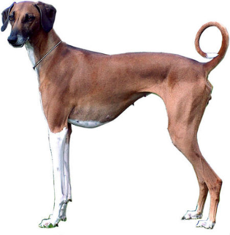 2_-_galgo_africano_0.jpg