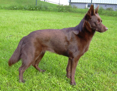 australiankelpie_5.jpg