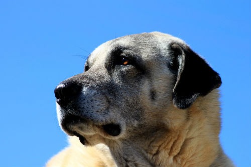 perro pastor turco